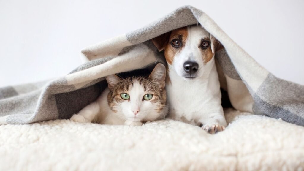 perro gato manta derecha