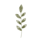 logo natural 1