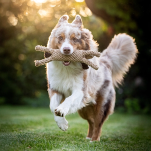 Doggy Dog - Grand