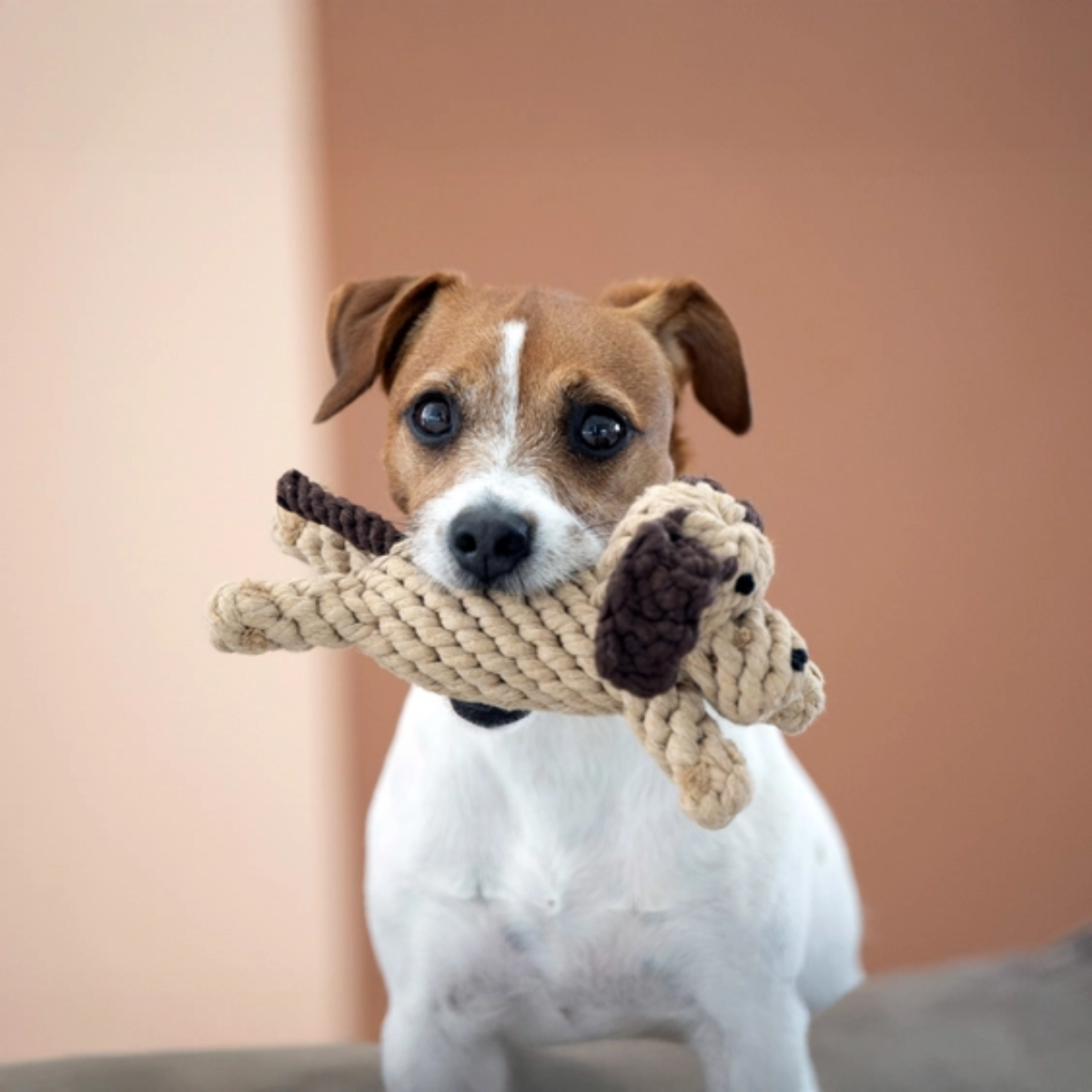 Doggy Dog – Image 2